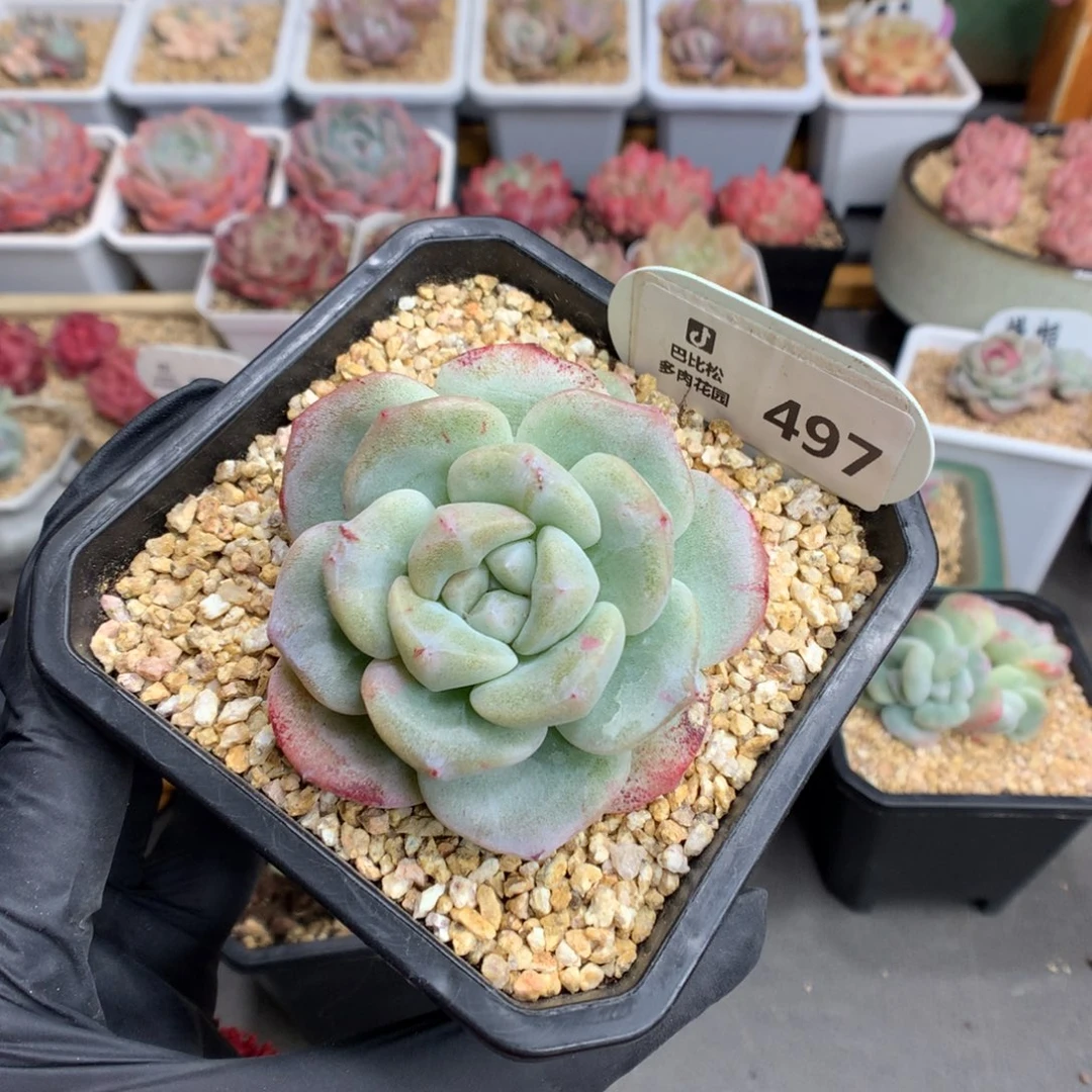 泡**.497 玫瑰脸冰玉石化