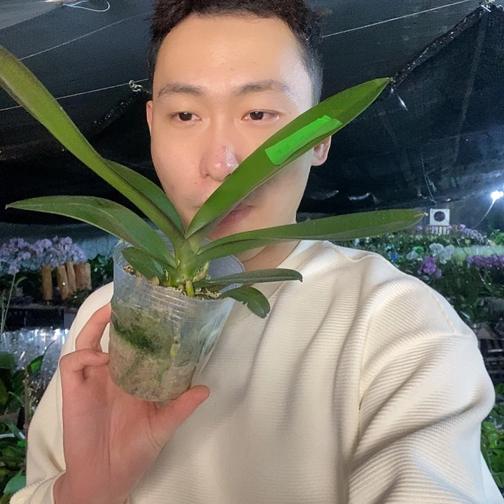 无花朵春日暖阳带花剑