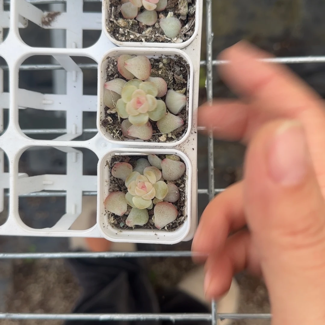 王者2 叶孑一个1床满25包邮
