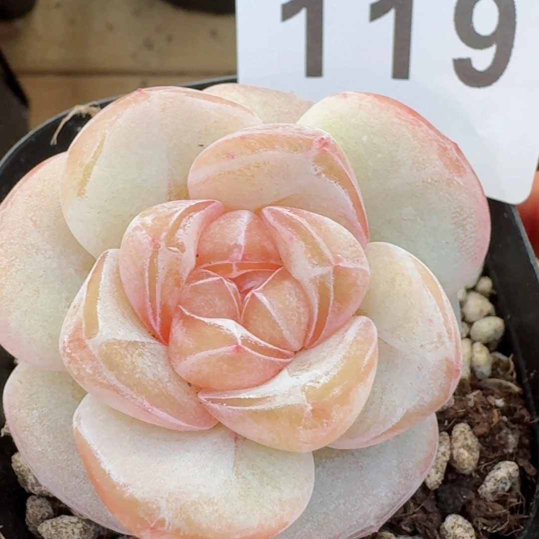 桃贝贝       多肉植物