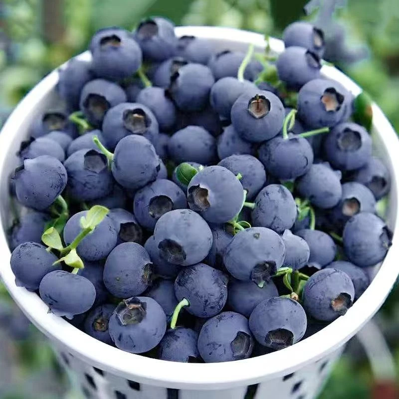 【顺丰包邮】丹东蓝莓花香蓝莓新鲜采摘孕妇宝宝水果香甜多汁蓝莓