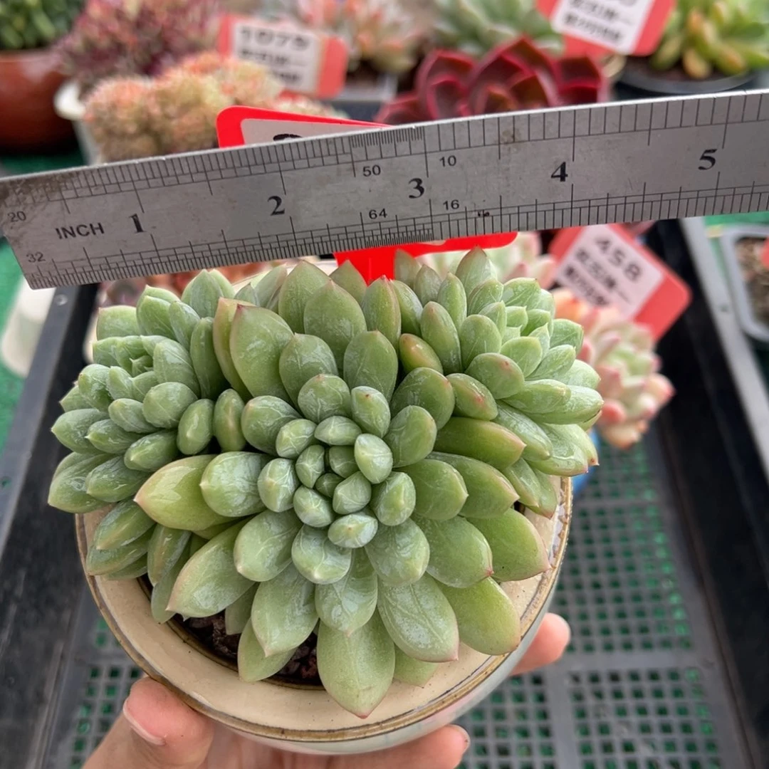 表妹精品多肉植物894.