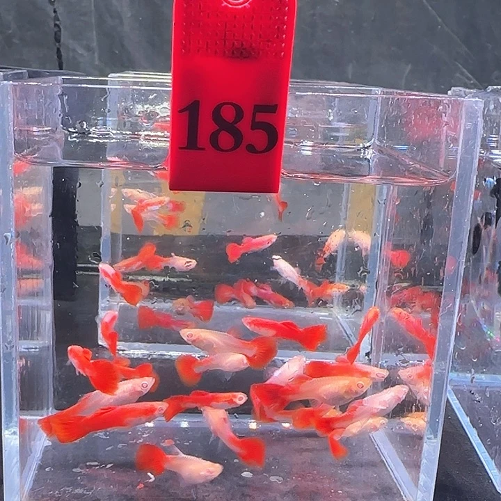 孔雀鱼185号，20条