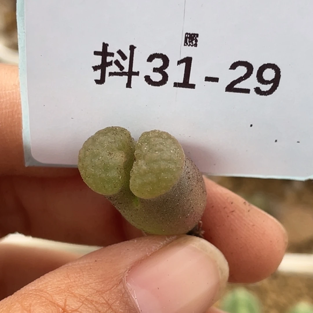 C*寶31-29肉锥多肉植物