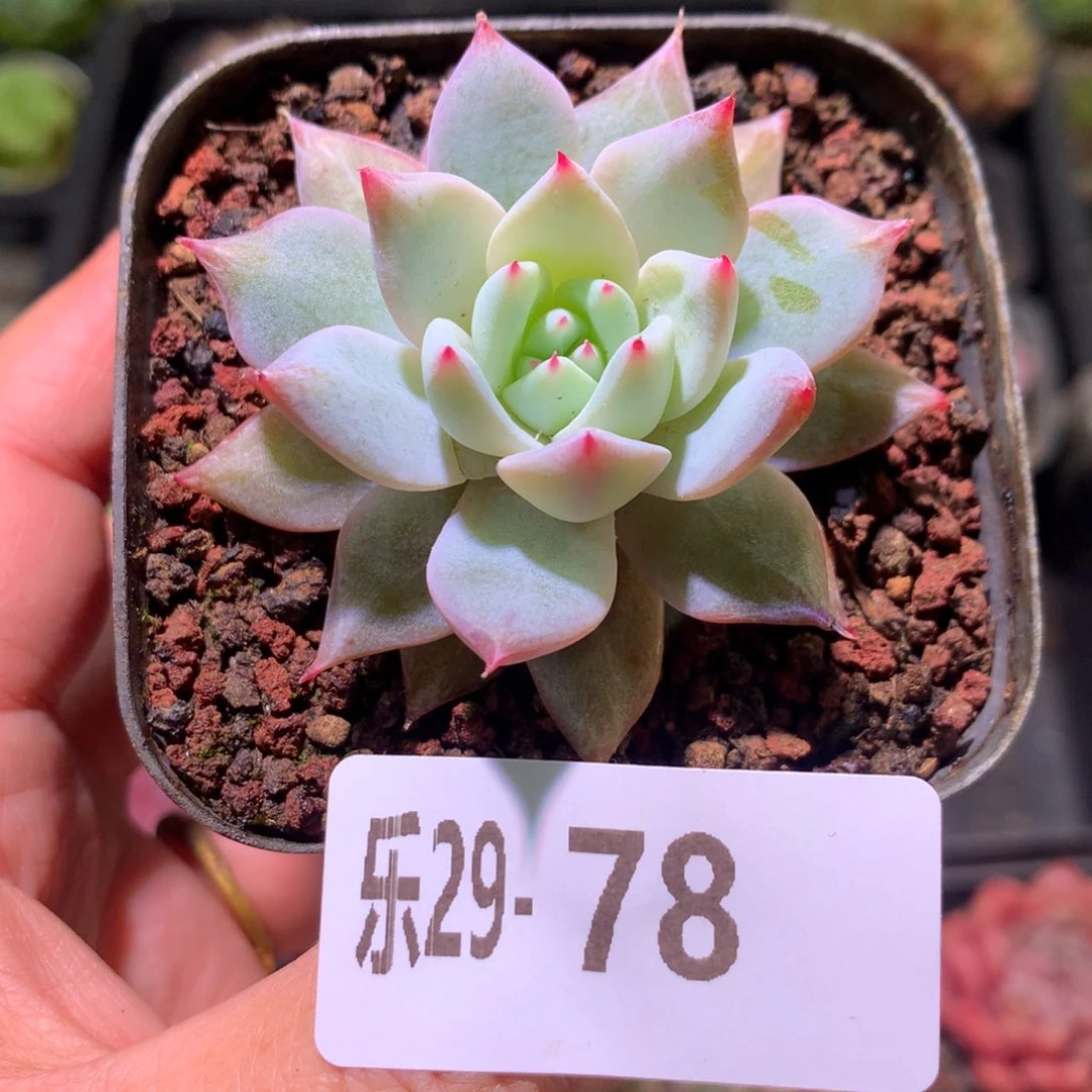 乐然29-78 粉蓝鸟