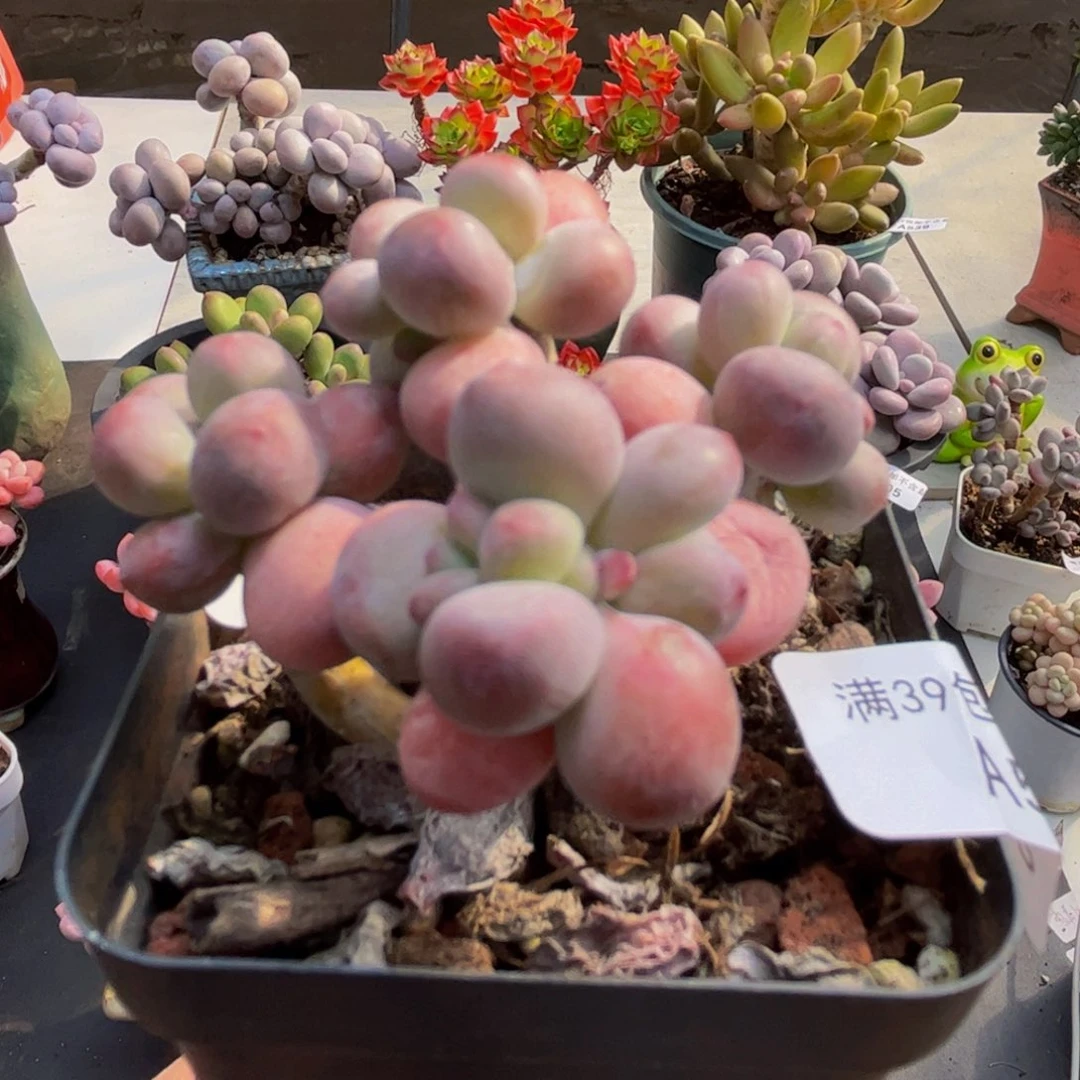 536/5cm苹果奶多肉植物