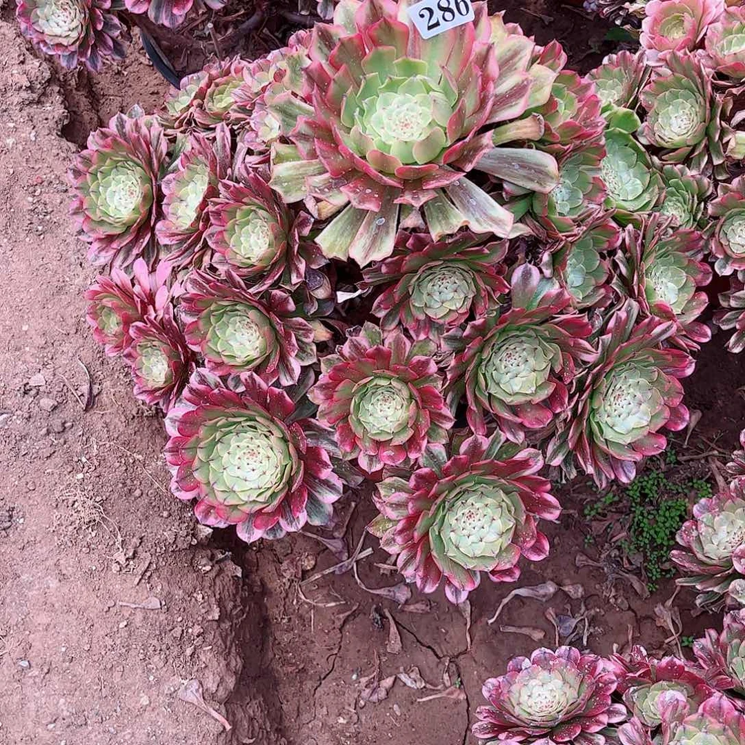 多肉植物286多肉
