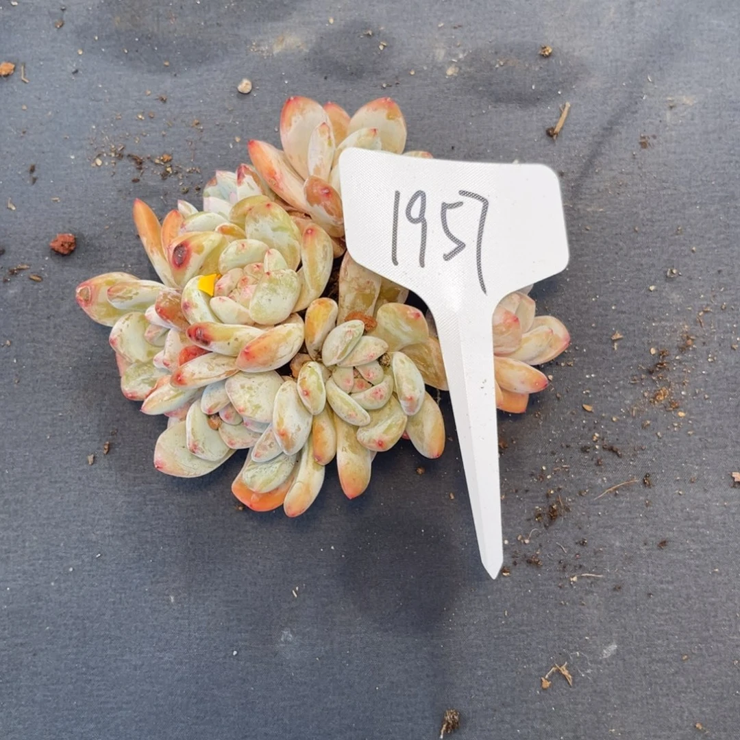 老阿姨花卉一物一拍1957