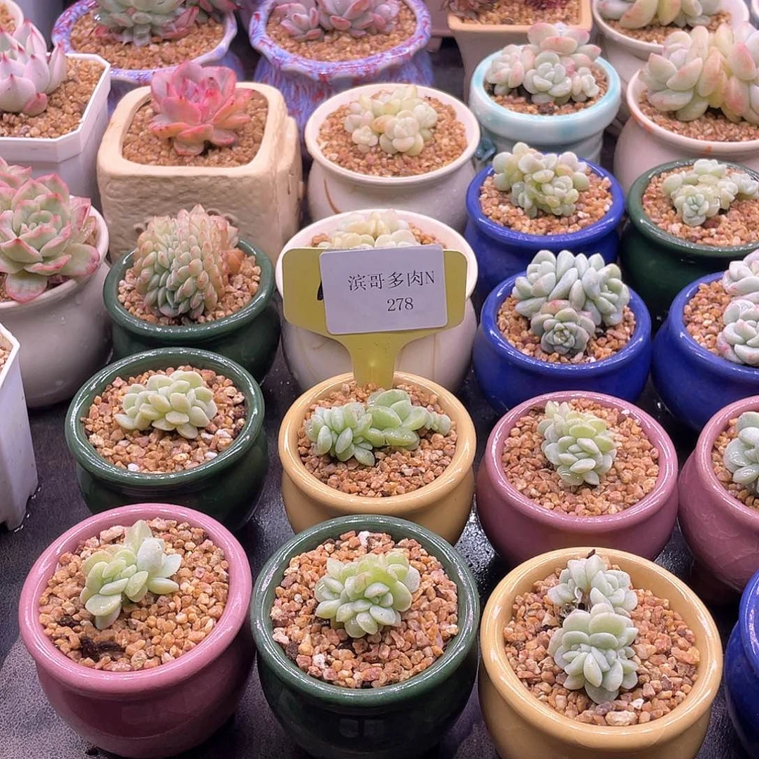 轩****⁹滨哥多肉N278冰玉石化朵朵缀