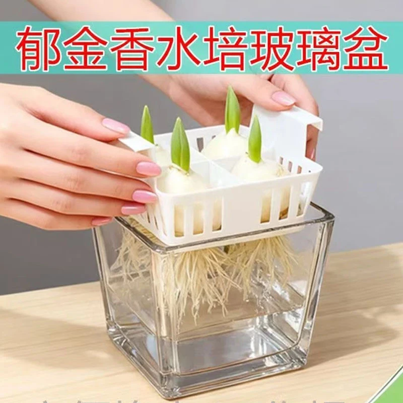 水培郁金香玻璃花盆含定植篮方便换水透明水养器皿水培器皿