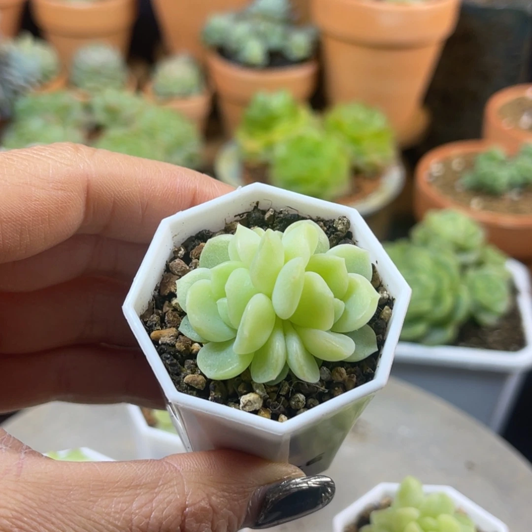 六白 多肉植物 带盆