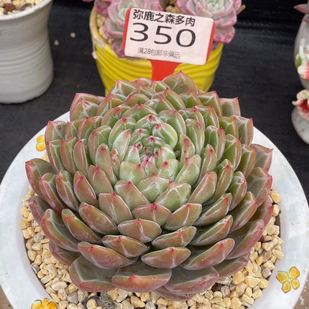 弥鹿之森多肉0350