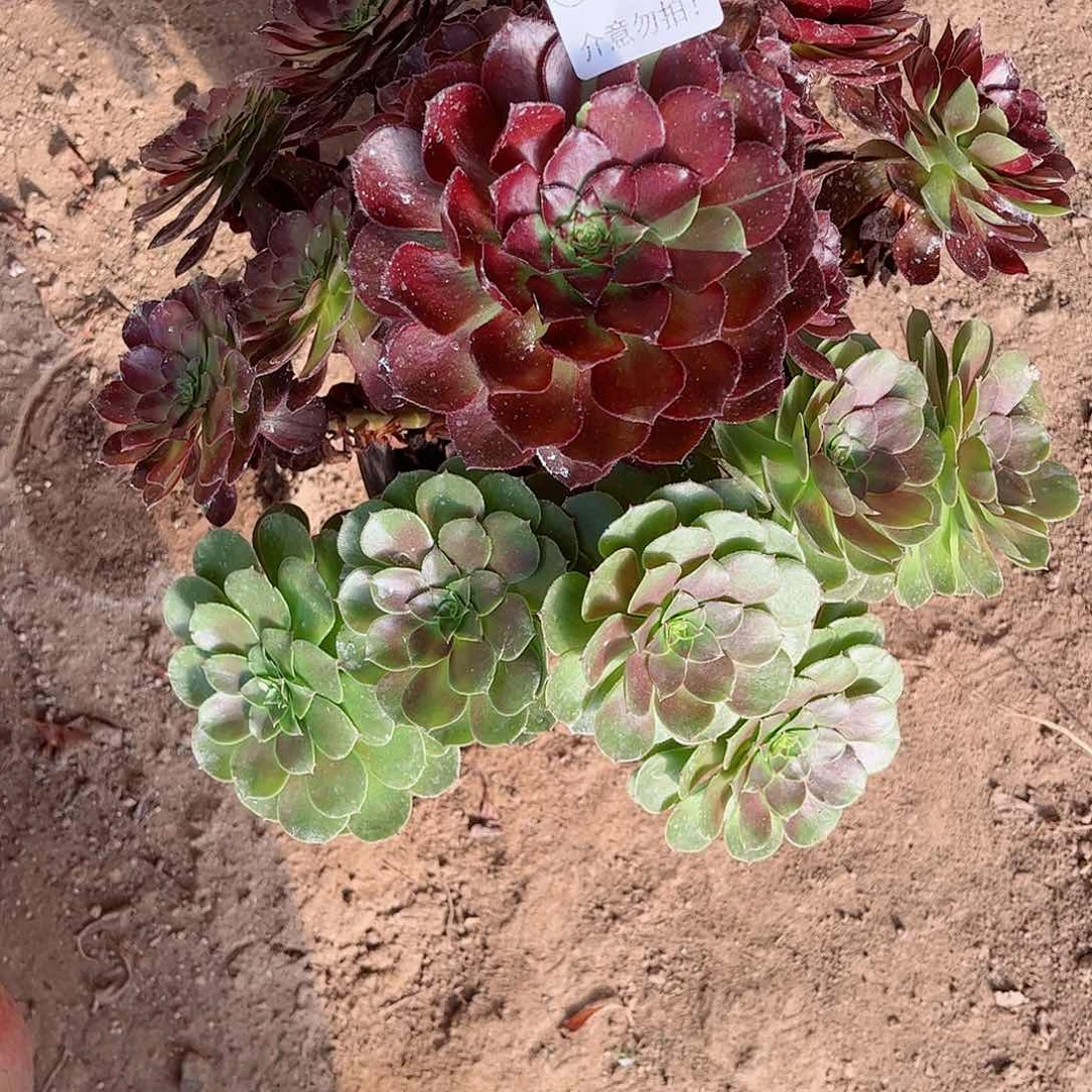 无花朵多肉植物223