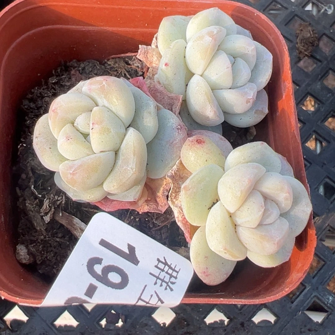 幺*小卡拉米糖心一物一拍19-63