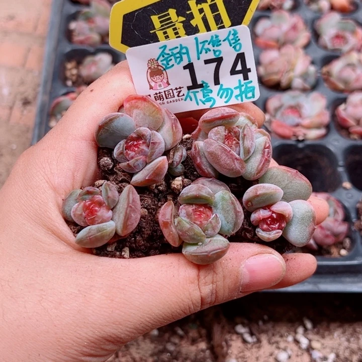 多肉植物多肉植物