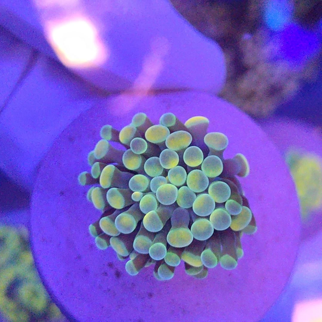 智海海洋珊瑚 不支持退货不包邮