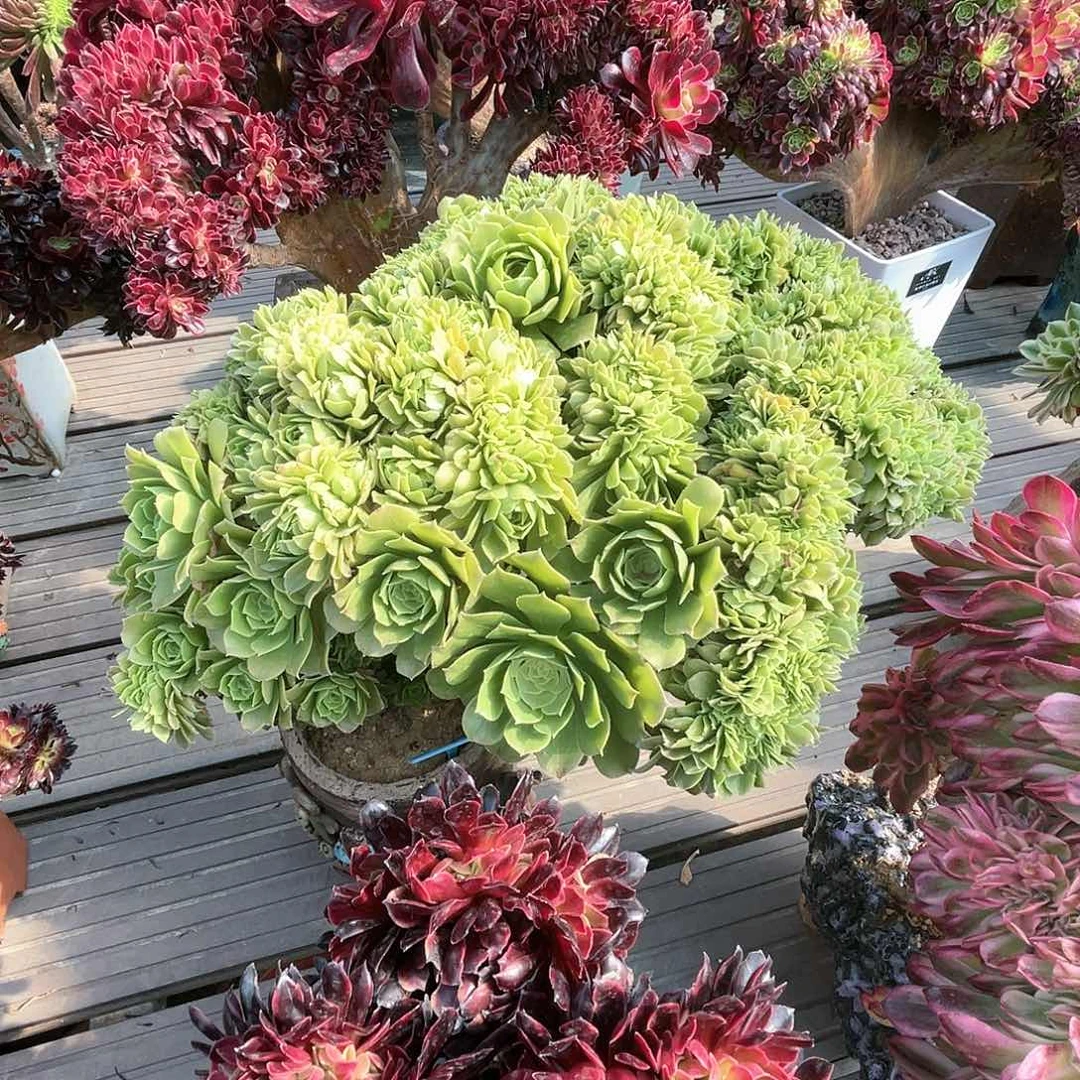 【闪购商品】绿羊绒