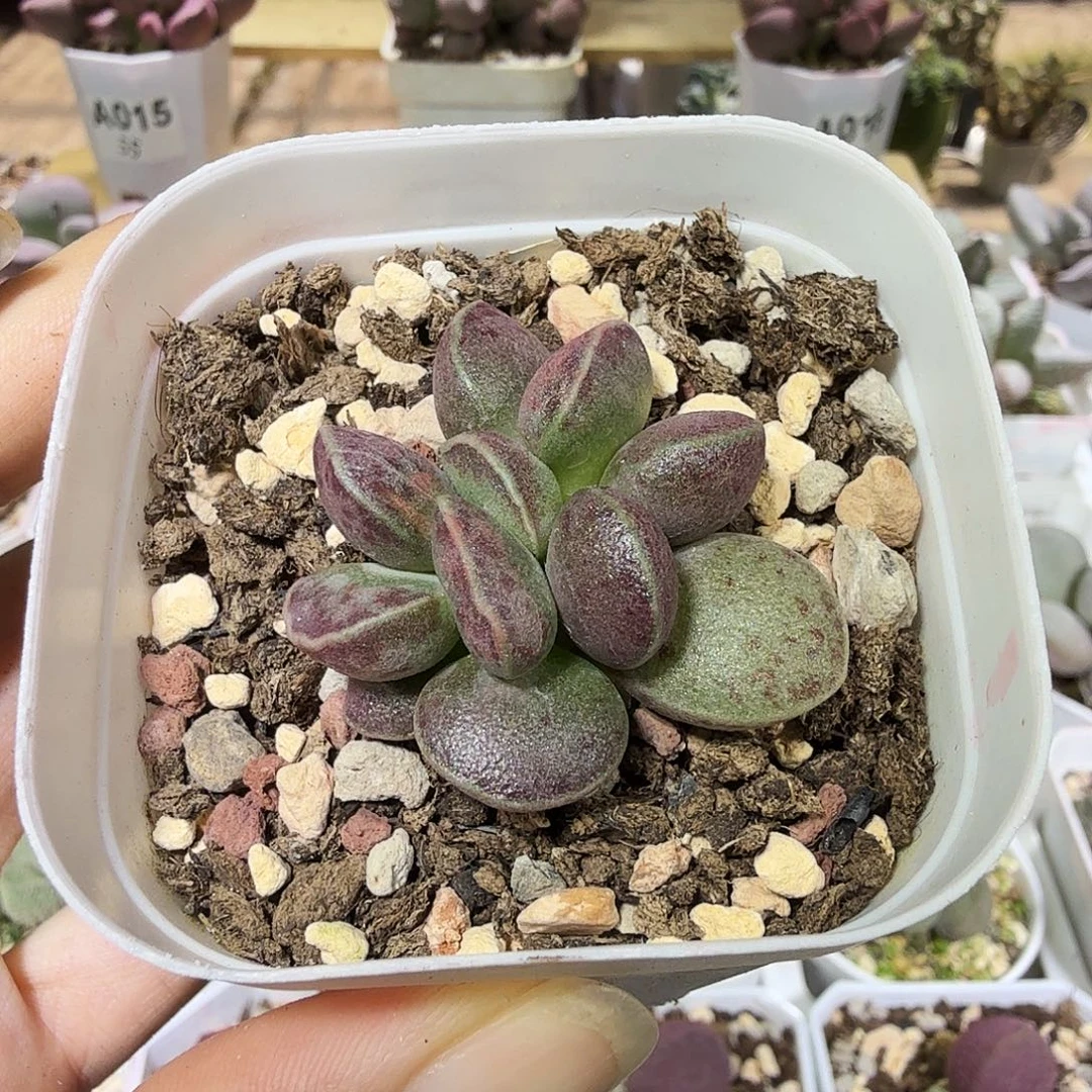 D***v爱微花蛋水泡多肉多