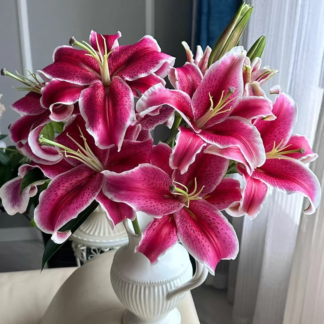 3枝黑美人三头百合9个花苞(两单发顺丰或京东快递)