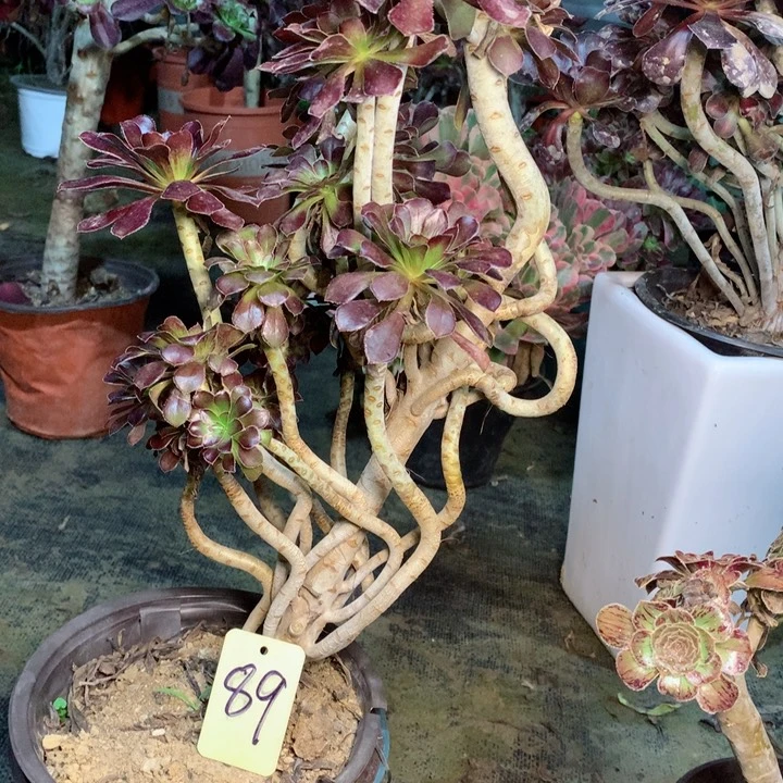 89黑法师多肉一物一拍