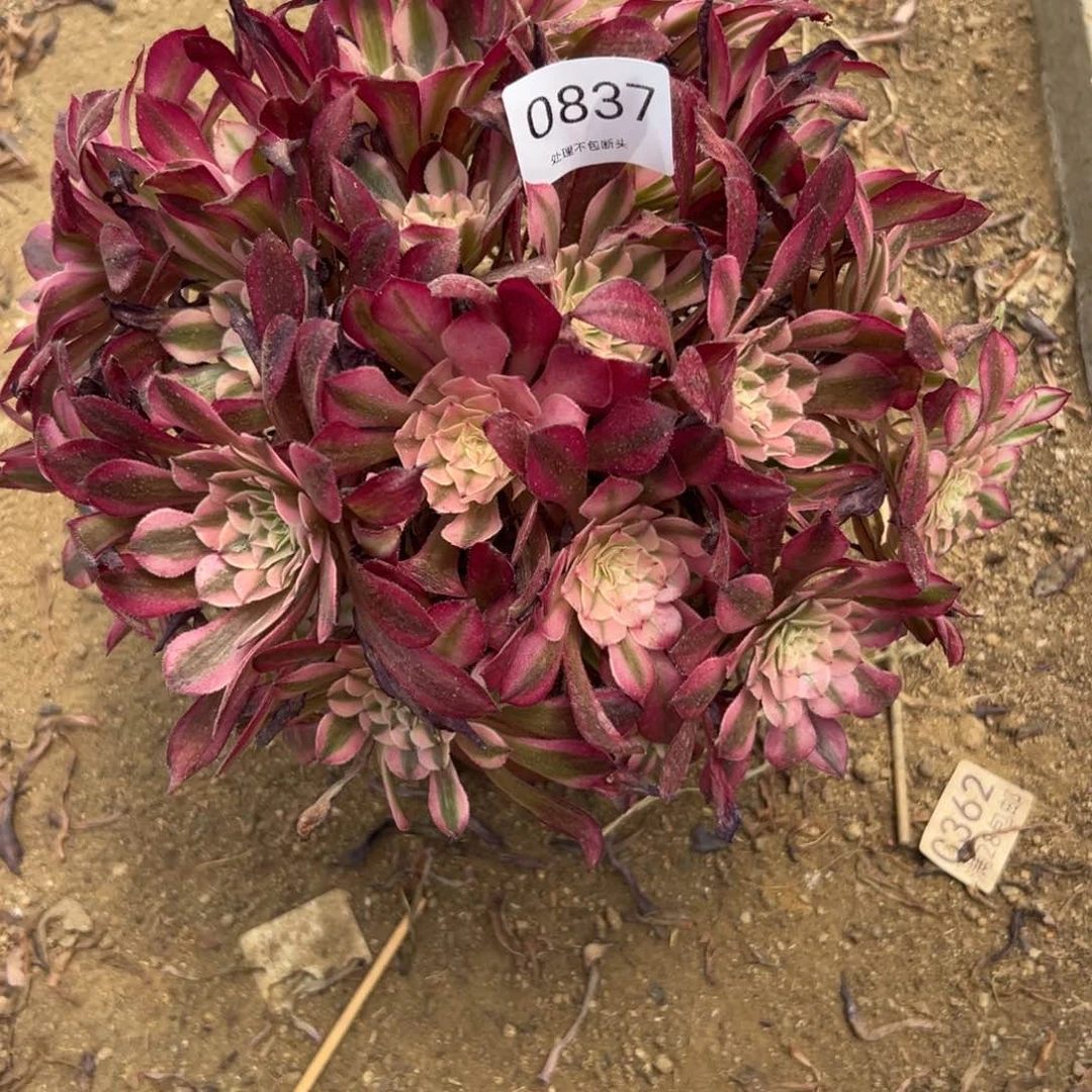 837多肉  铜壶超白