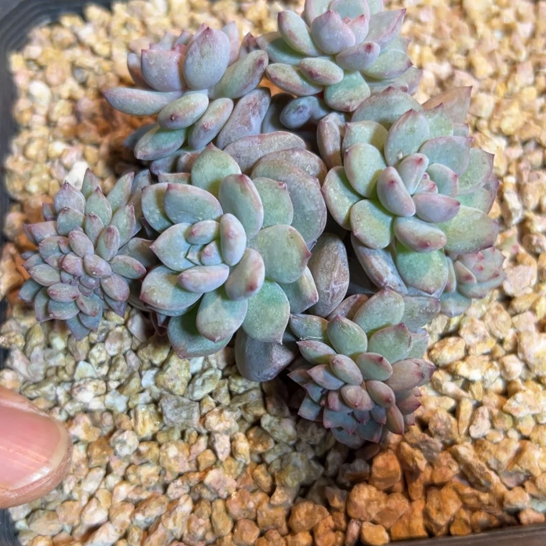 新年快乐 新年快乐