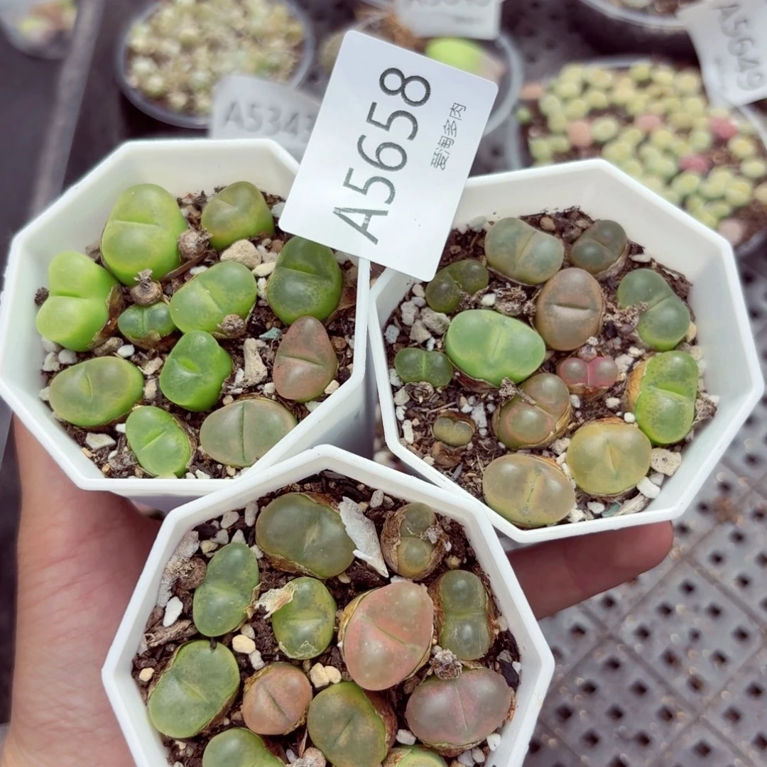 5658—生石花 生石花