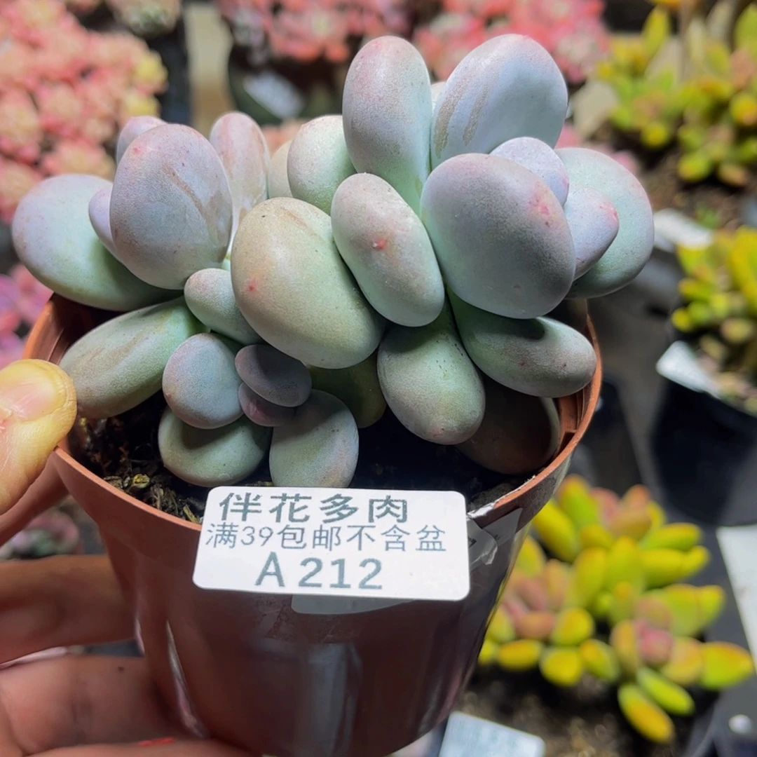 212大叶奶酪11厘米多肉