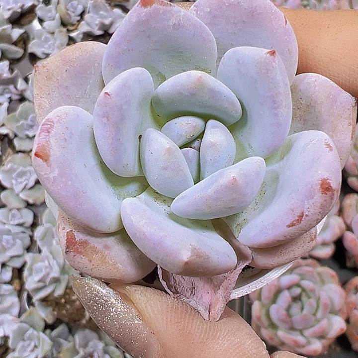 雪茶厘米盆19包邮多肉