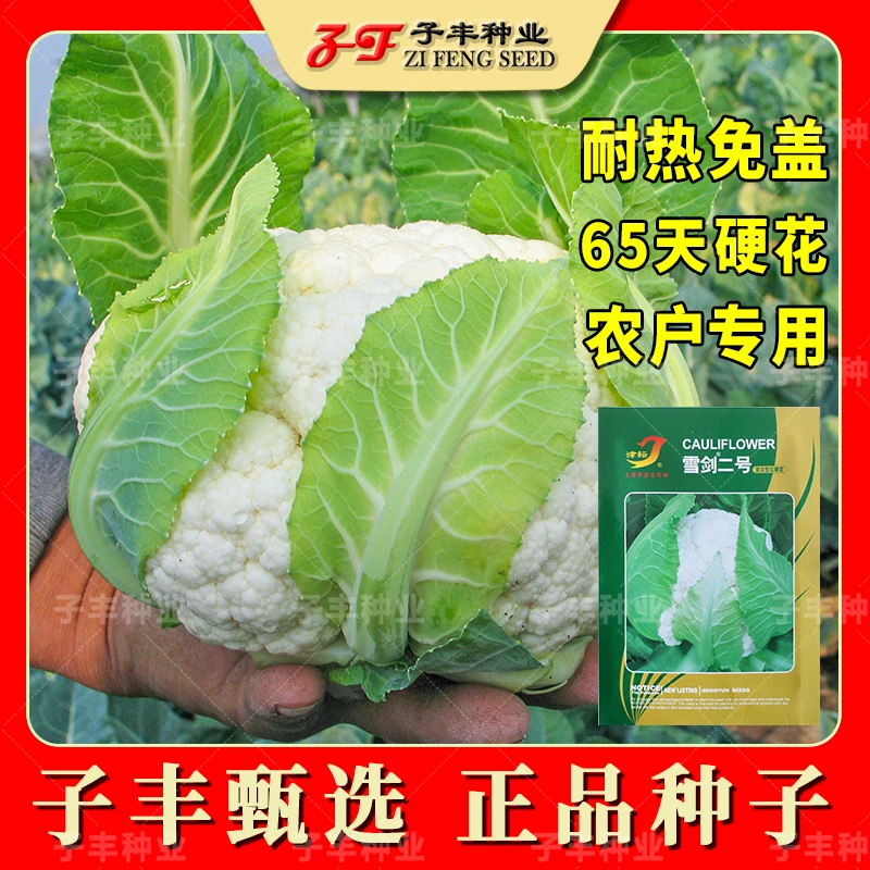 雪剑二号夏季耐热紧实型花椰菜花菜种子秋季65天洁白硬花不用遮盖