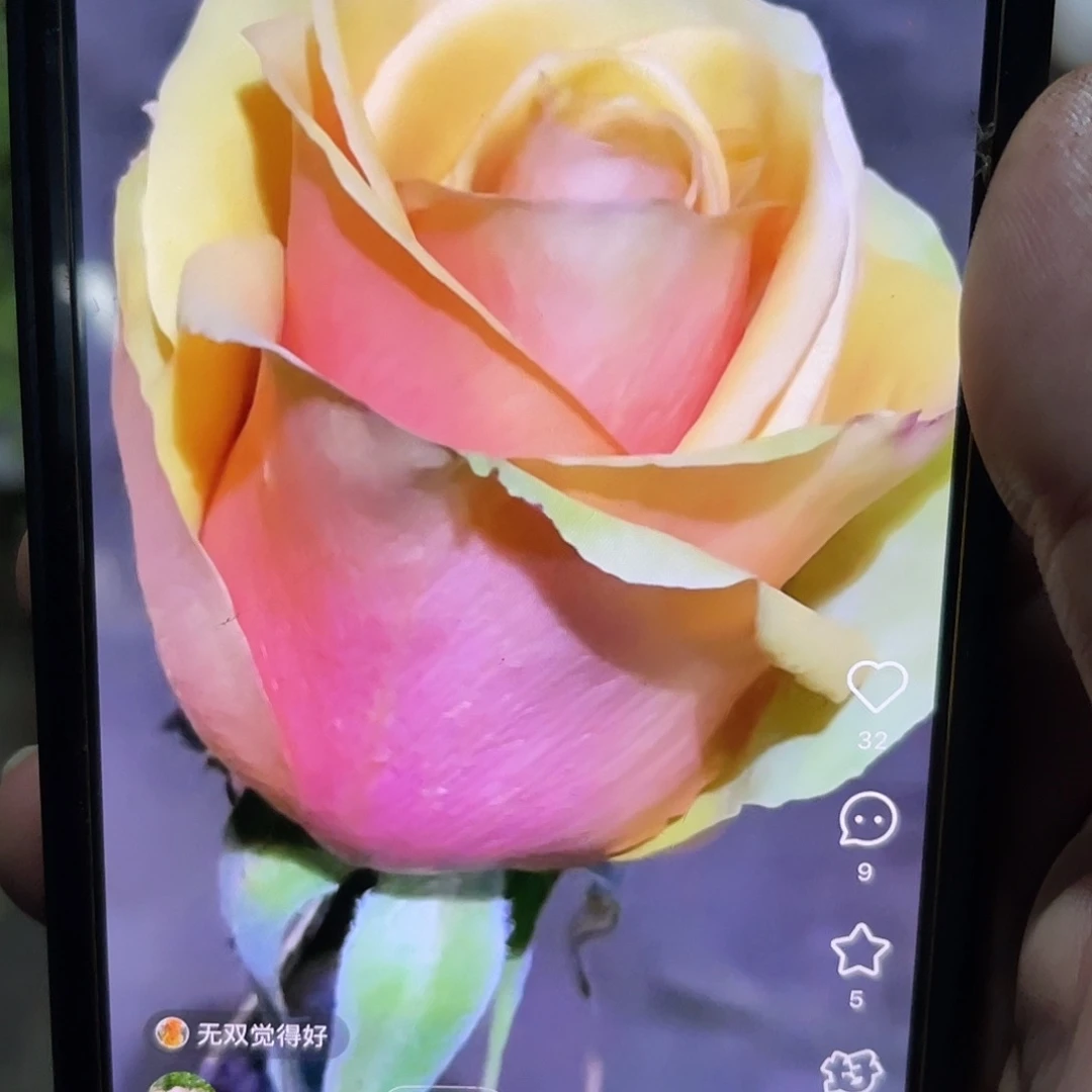 无花朵——-黄昏 福利款