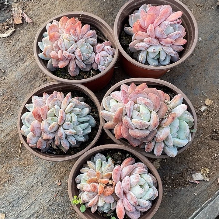 薇***薇橙梦露多肉5颗组合