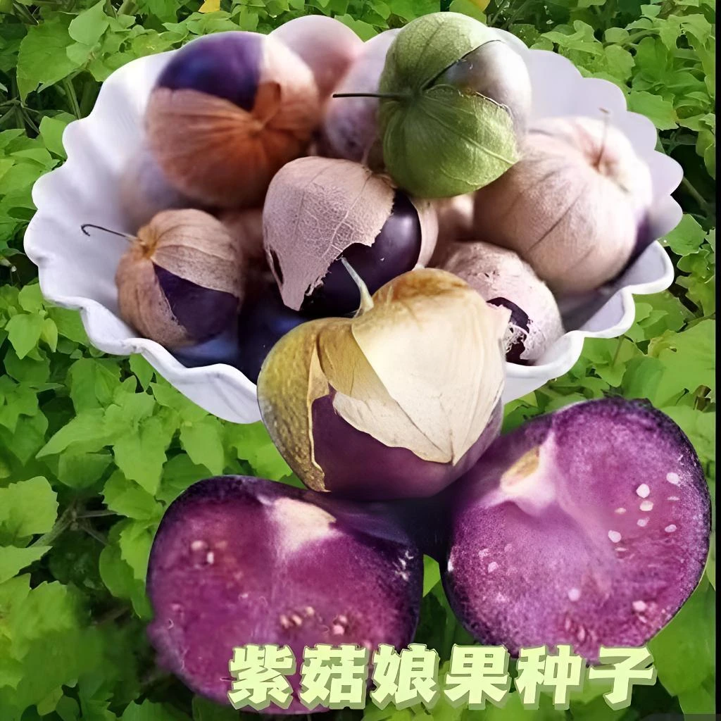 【紫菇娘果种子】紫色水果酸浆挂金灯食用姑娘果种籽阳台盆栽四季