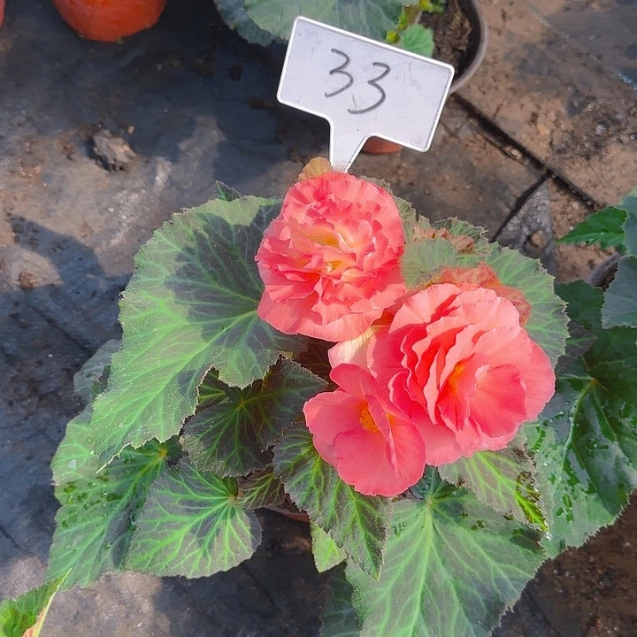 无花朵夫妻海棠种球系列33