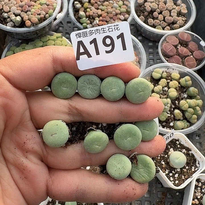 191多肉植物多肉植物