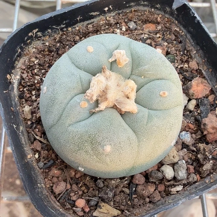 实生海鲜单头4仙人球