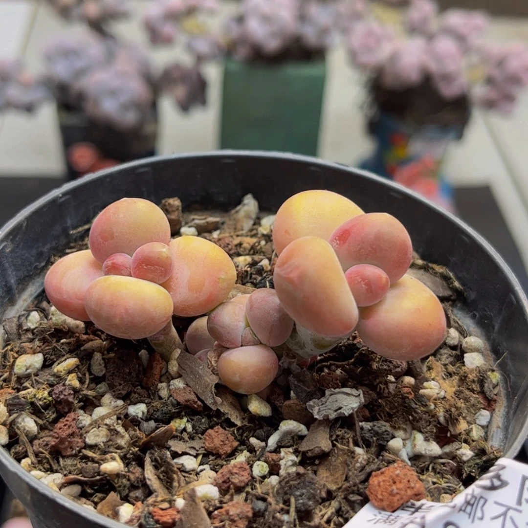 846/5cm芒果kk奶多肉