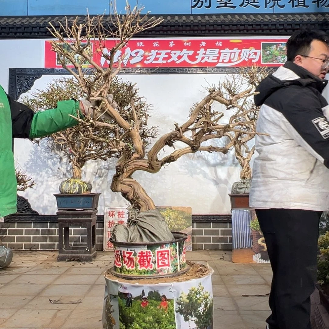 无花朵金银花588555858588885