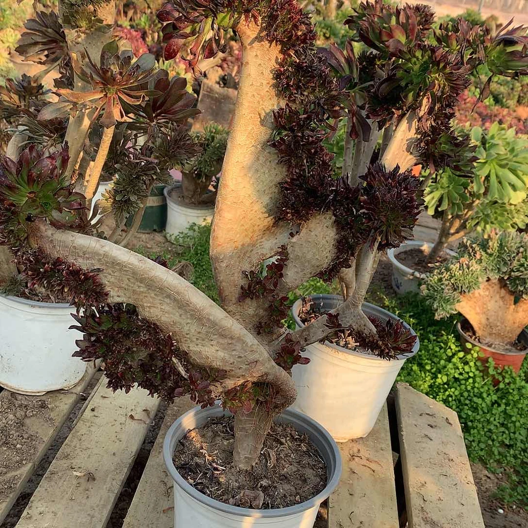 黑法师缀化瑕疵瑕疵