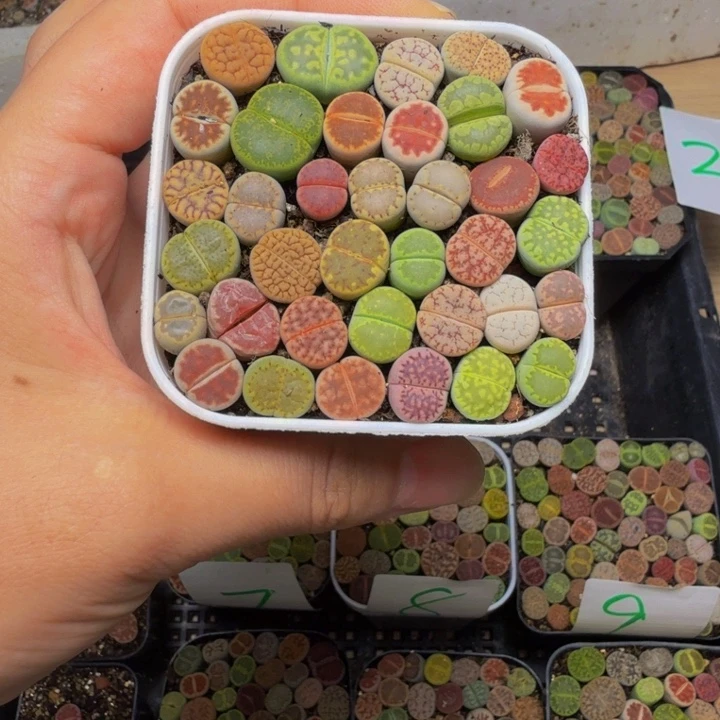 泉***）多肉植物的生长发育73