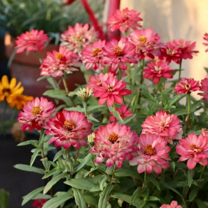 进口百日草花种籽四季播种开花阳台盆栽庭院花海百日菊花卉种子孑