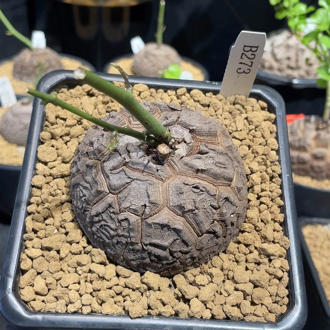 273号龟甲龙7.4公分