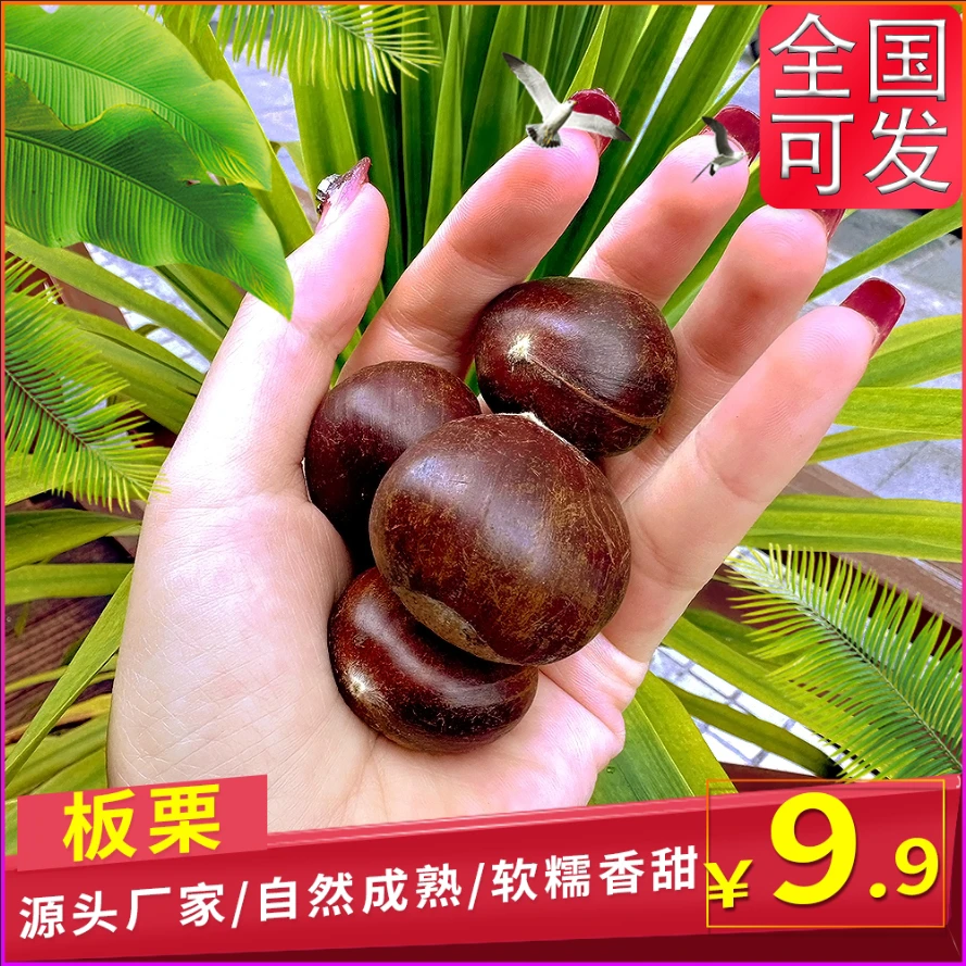 广西高山板栗油栗毛栗子油板栗自然成熟全国可发