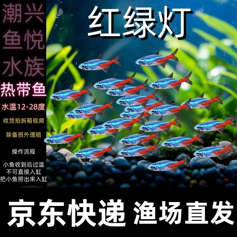 【京东快递】红绿灯鱼观赏鱼灯科鱼热带性斑马鱼大勾天使鱼白云金丝