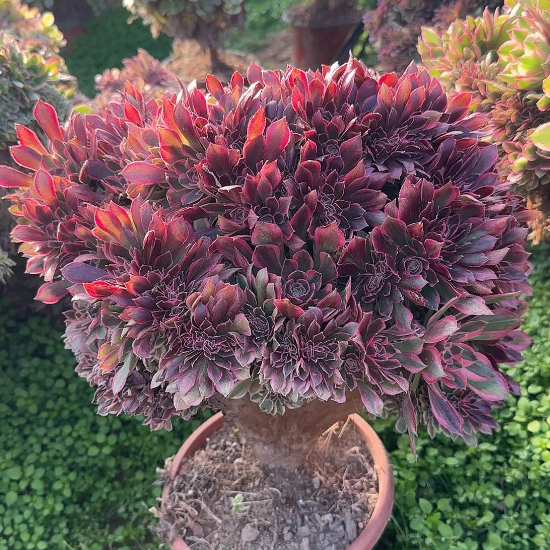 蓝*缀话脱土发货缀话