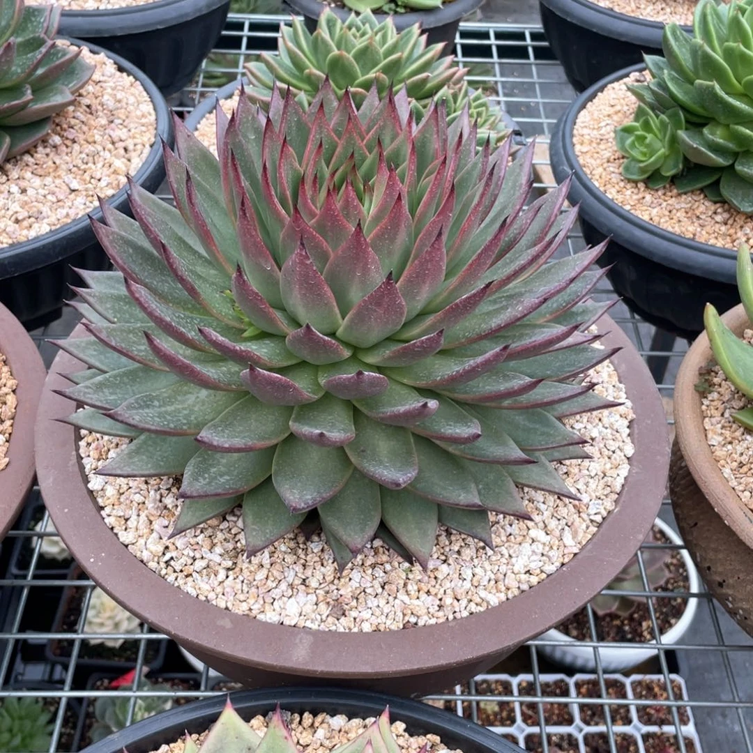 多肉植物多肉植物1909