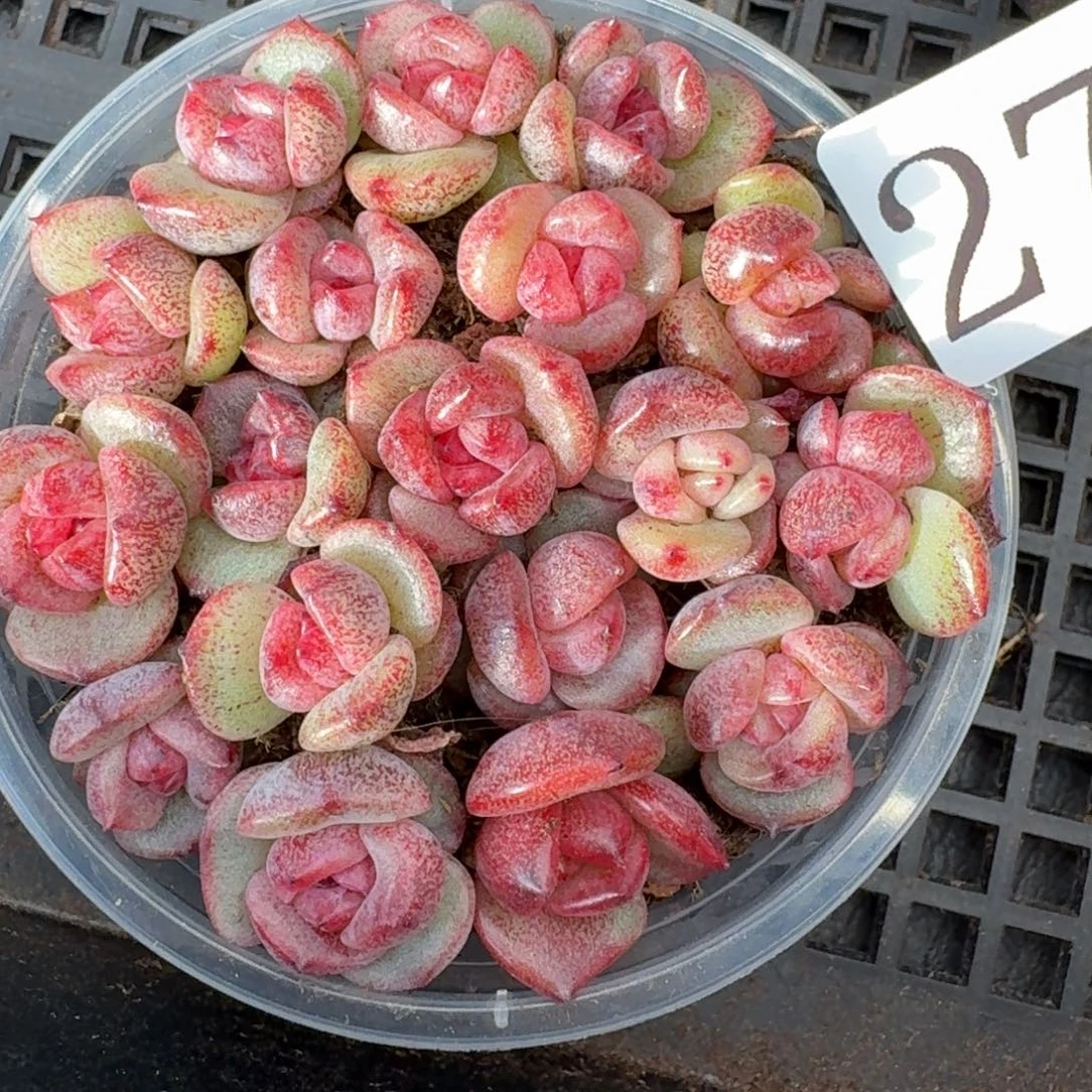 多肉植物多肉植物270