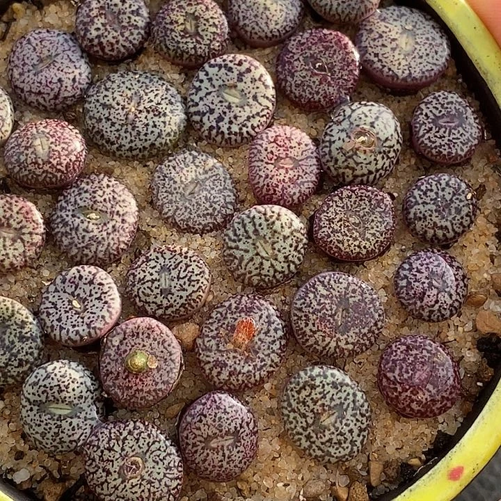 27527密纹杂墨一颗