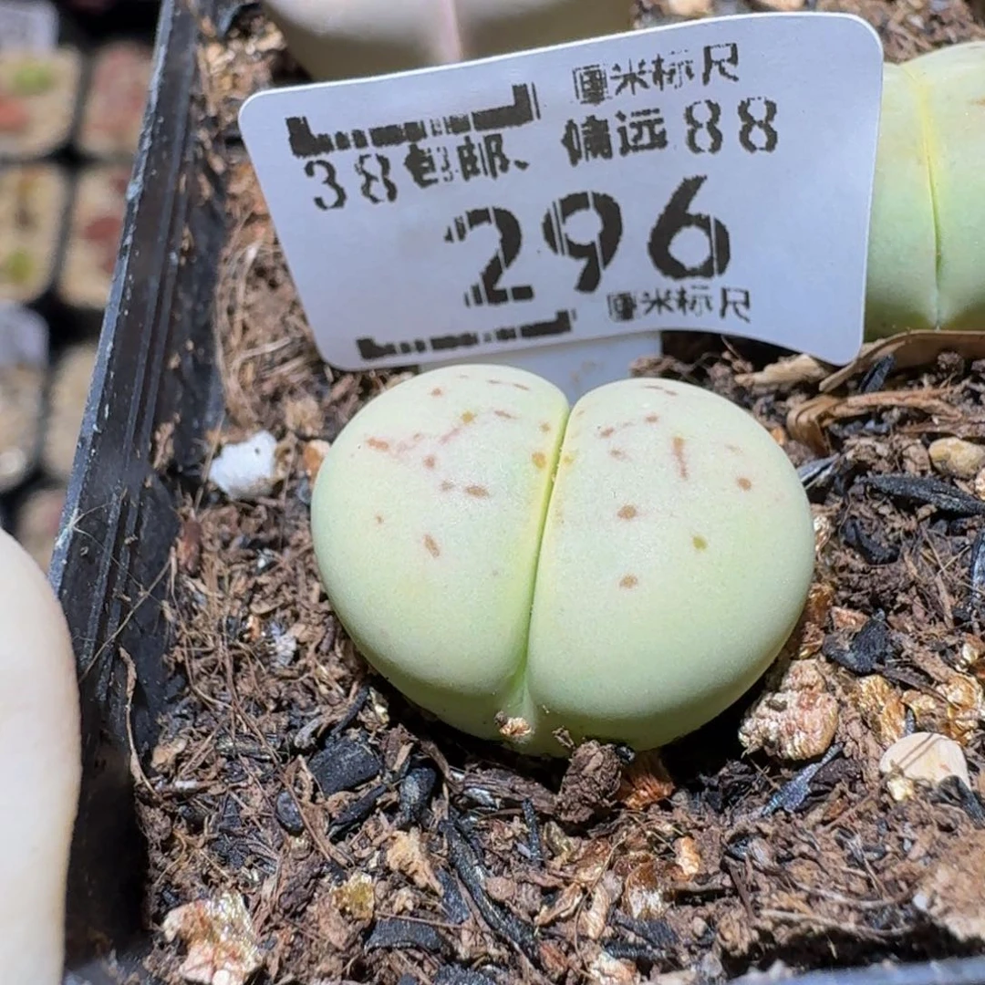 Ssss生石花肉锥296