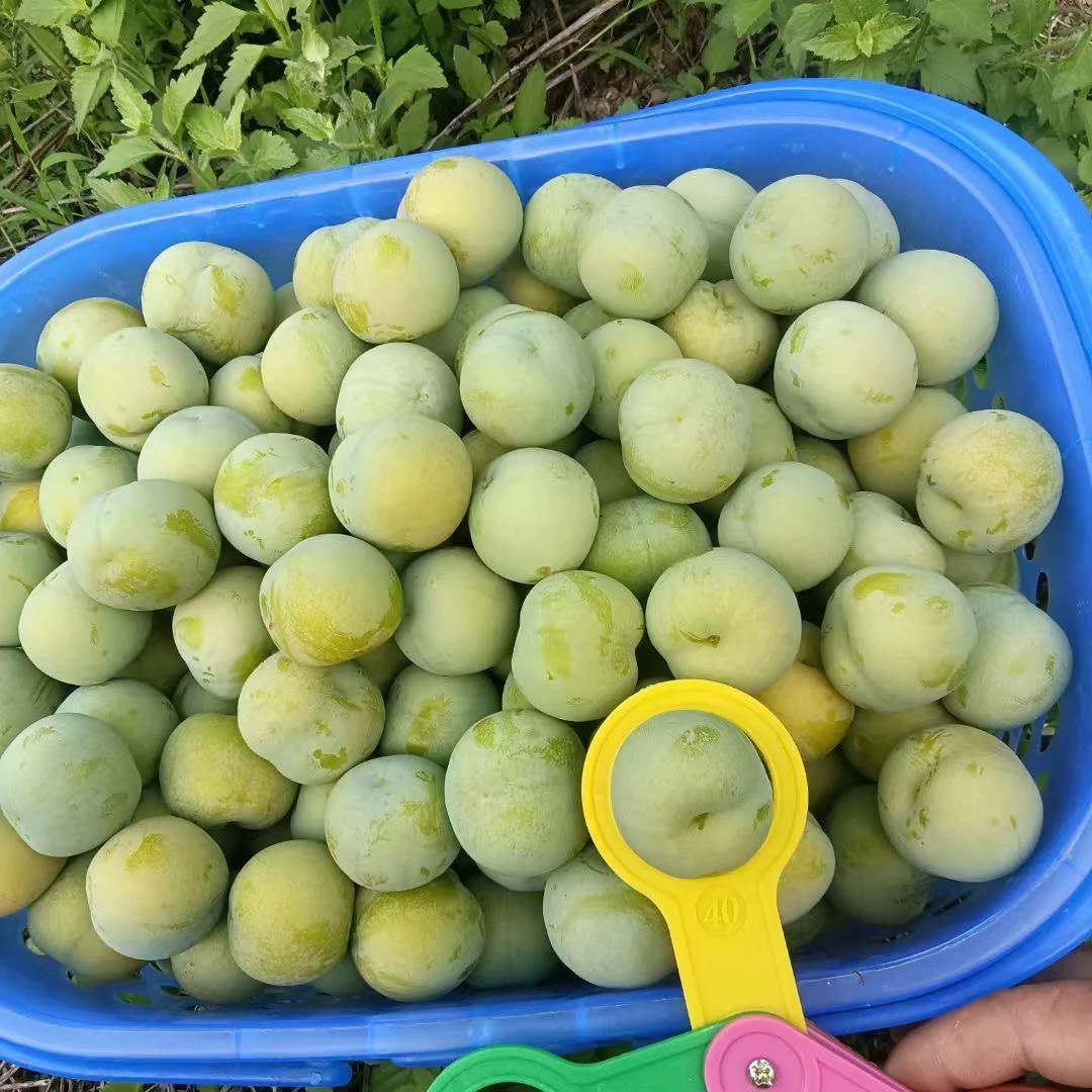 贵州天然孕妇酸脆李大果